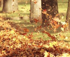 Just How Effective Is the Hitachi Leaf Blower — Totally Honest Review