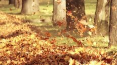 Iconic Dewalt DWS709 Review – All You Need To Know About Its Performance (2020) jonsguide.org Just How Effective Is the Hitachi Leaf Blower — Totally Honest Review (2020)