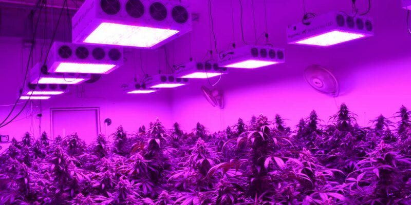 10 Essential LED Grow Light Reviews – Our Honest and Unbiased Thoughts (2020)